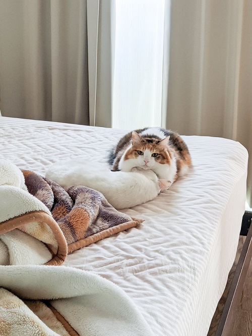 三毛猫さんと牛猫さん