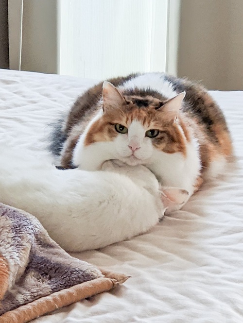 三毛猫さんと牛猫さん