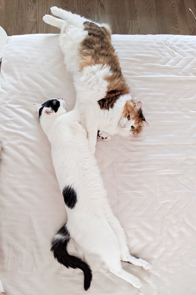 三毛猫さんと牛猫さん