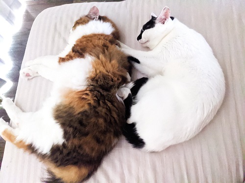 三毛猫さんと牛猫さん