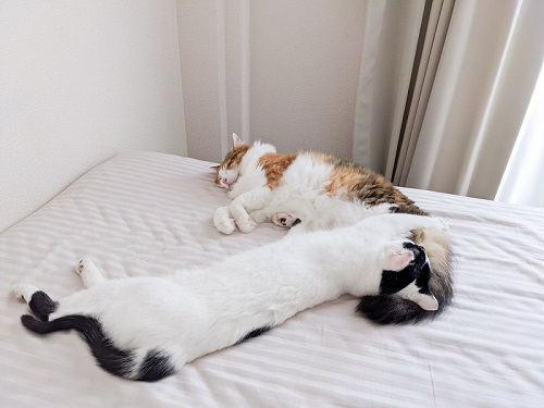 三毛猫さんと牛猫さん