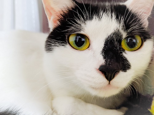 三毛猫さんと牛猫さん