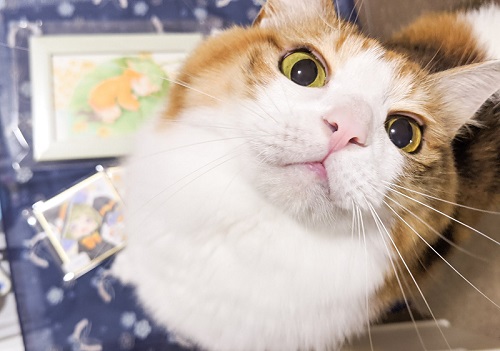 三毛猫さんと牛猫さん