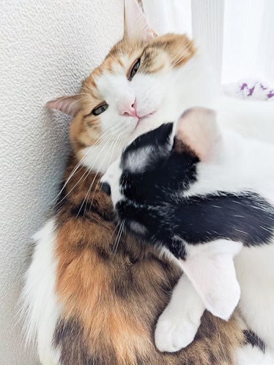 三毛猫さんと牛猫さん