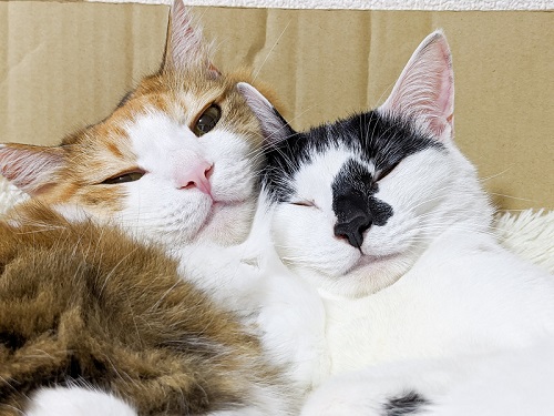 三毛猫さんと牛猫さん