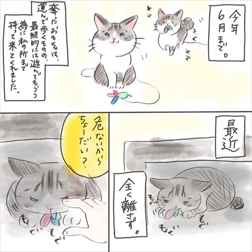 突然かみつく猫ちゃん