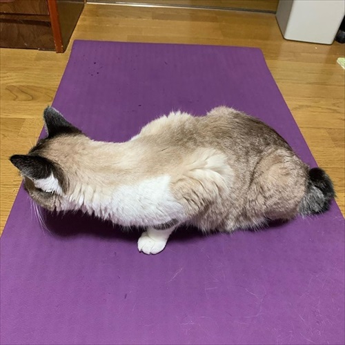 突然かみつく猫ちゃん