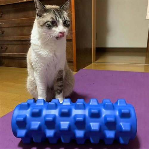 突然かみつく猫ちゃん