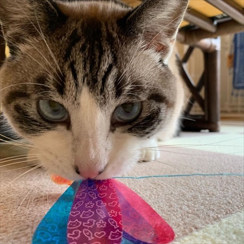 突然かみつく猫ちゃん