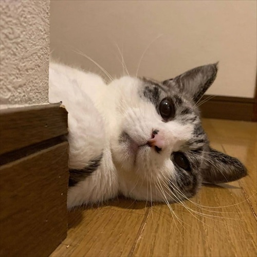 突然かみつく猫ちゃん