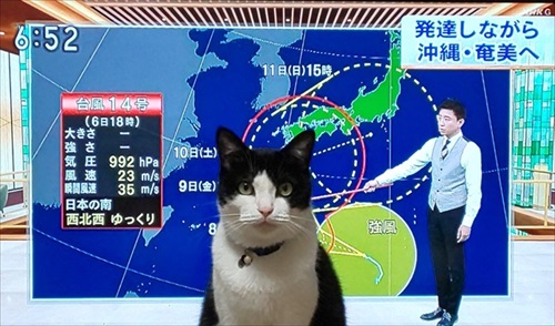 猫が来ます
