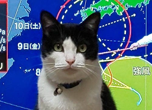 猫が来ます