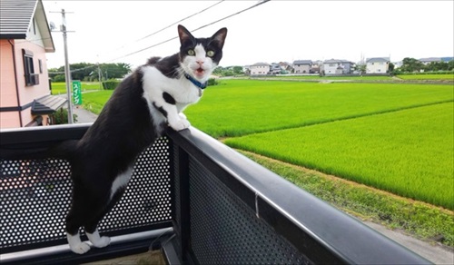 猫が来ます