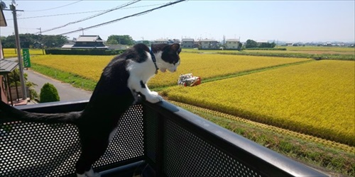 猫が来ます