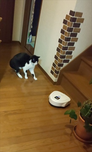 猫が来ます