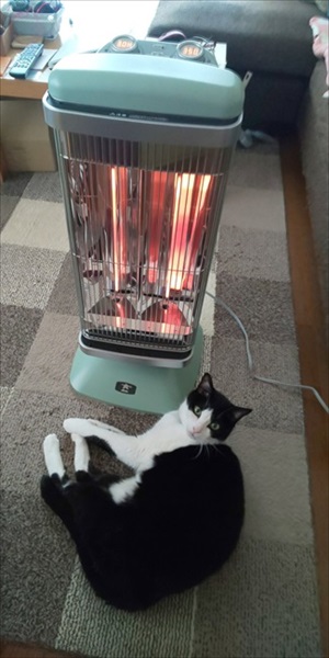 猫が来ます
