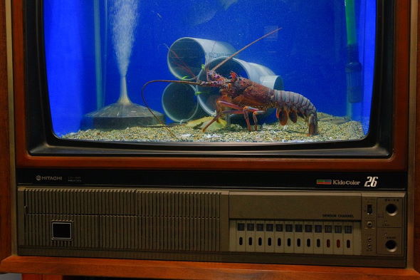 ブラウン管 水槽 生放送 伊勢海老 アワビ