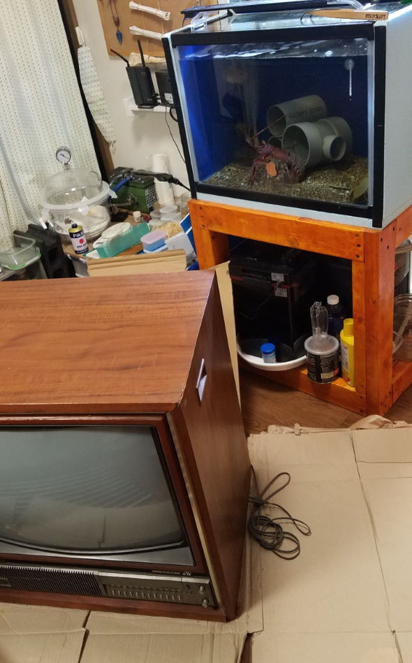 ブラウン管 水槽 生放送 伊勢海老 アワビ