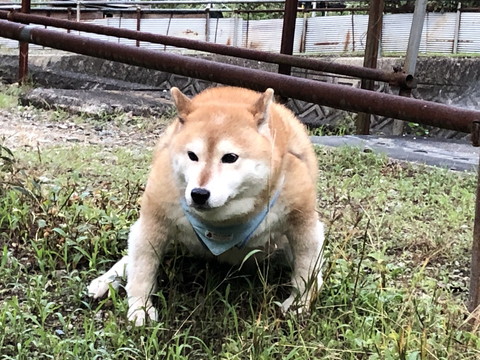 どすこいーぬちゃん