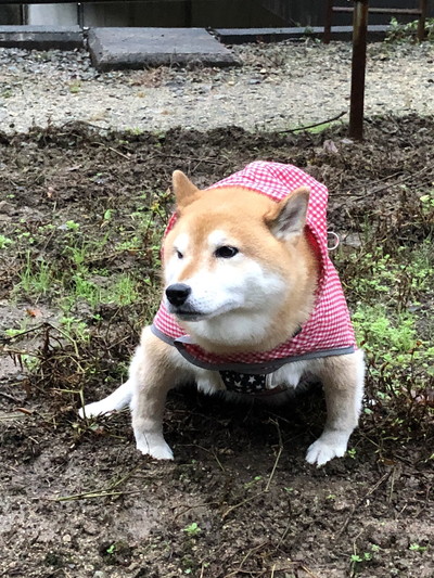 どすこいーぬちゃん