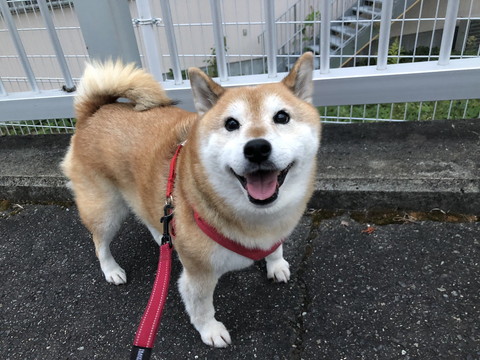 どすこいーぬちゃん