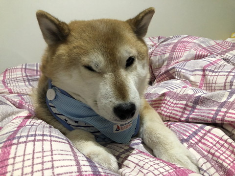 どすこいーぬちゃん