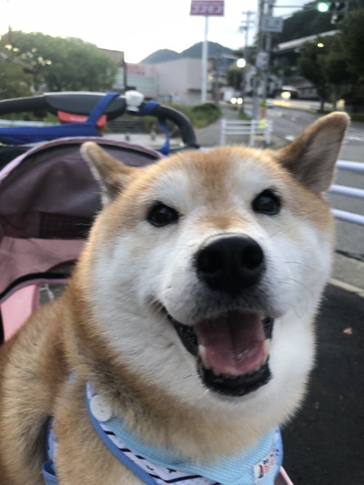 どすこいーぬちゃん