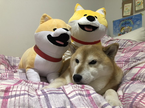 どすこいーぬちゃん