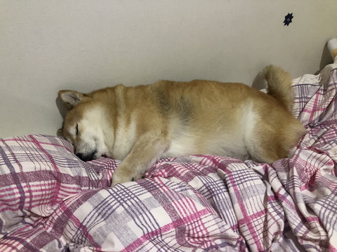 どすこいーぬちゃん