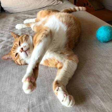 揉師キムチくん