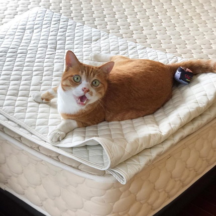 揉師キムチくん