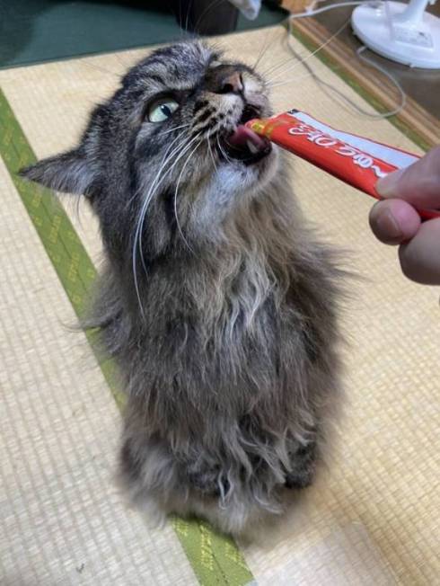 ふさふさ