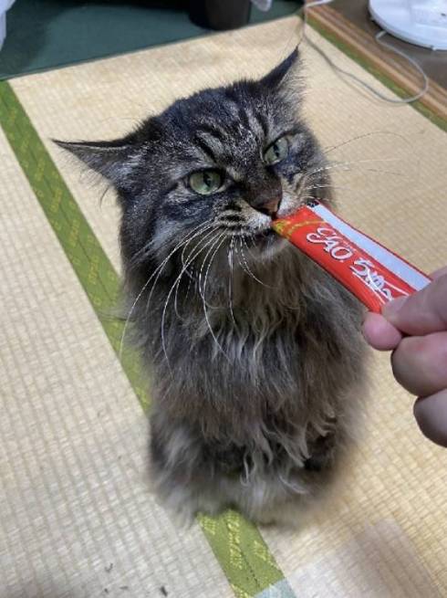 猫の形状 ちゅーる