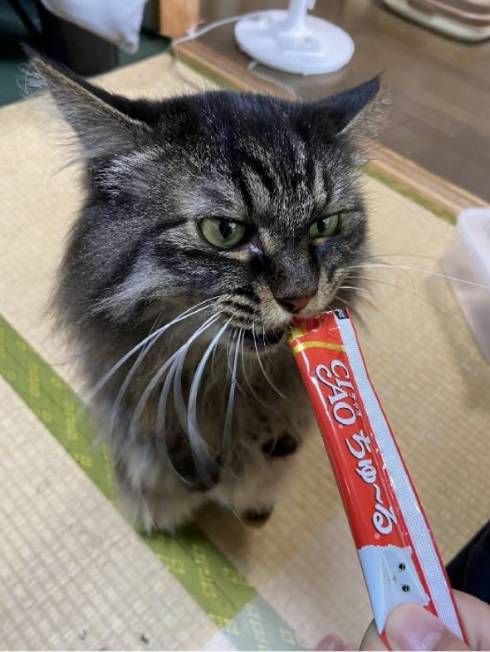 猫の形状 ちゅーる