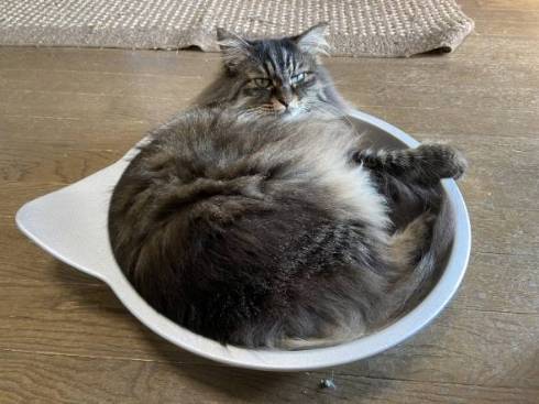 猫の形状 ちゅーる