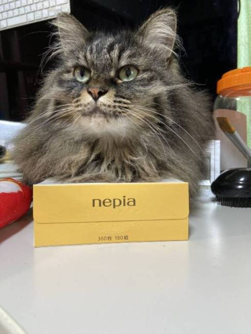 猫の形状 ちゅーる