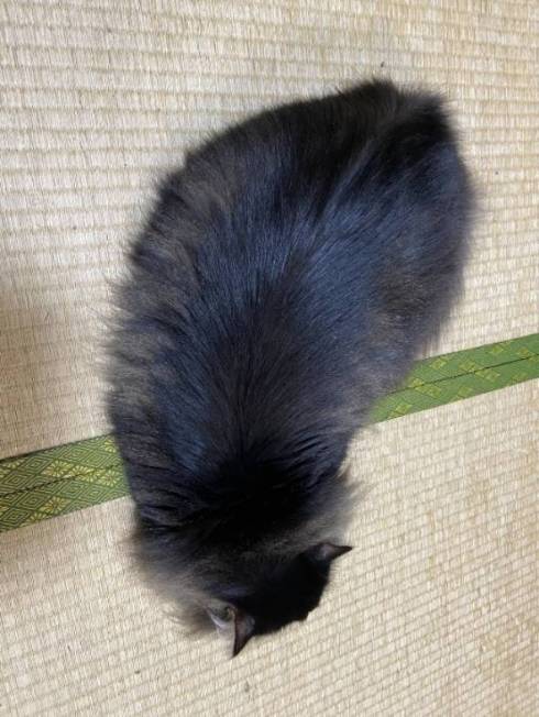 猫の形状 ちゅーる