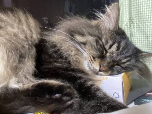 猫の形状 ちゅーる