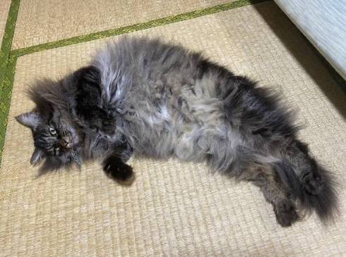 猫の形状 ちゅーる