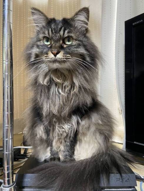 猫の形状 ちゅーる