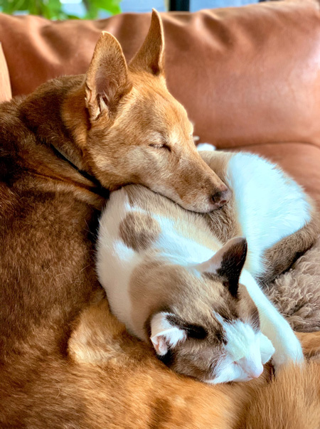 眠るミヤハクさん