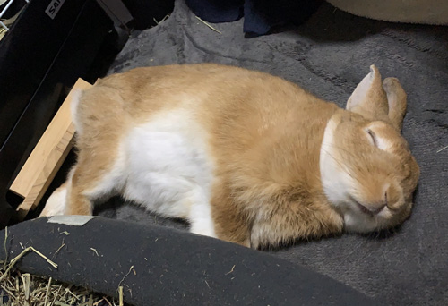 ギ