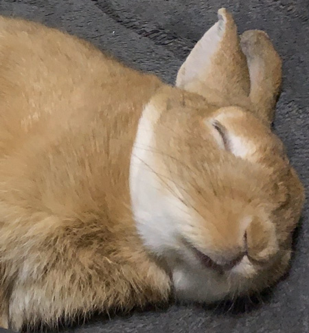 転がる卯太郎さんアップ