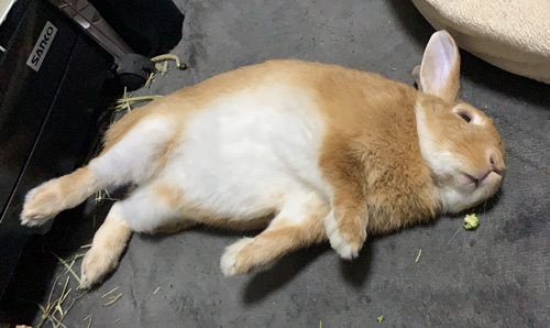 打ち上げられたアザラシ感のある卯太郎さん