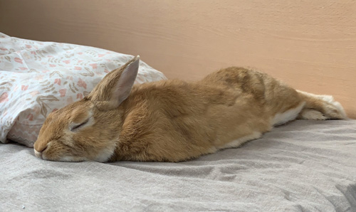 限りなく空気抵抗を少なくした寝方