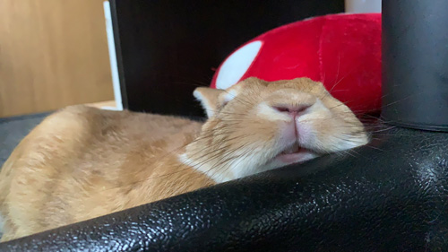 でれーんと眠る卯太郎さん