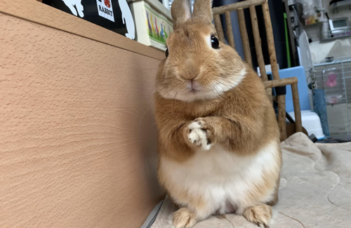 おねだり卯太郎さん