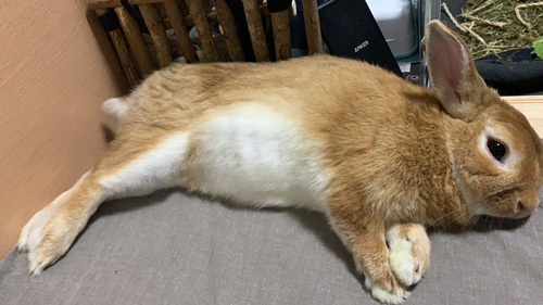 寝ころんでお腹を見せる卯太郎さん