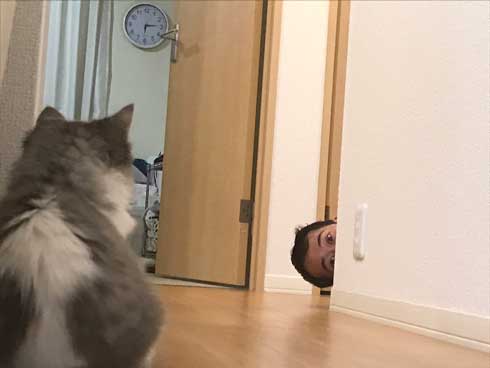 困らせたい 旦那 困る猫 顔 遊び 飼い主 目だけ