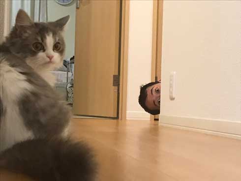 困らせたい 旦那 困る猫 顔 遊び 飼い主 目だけ